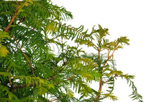 Load image into Gallery viewer, Bonsai Special | Dawn Redwood (E2)