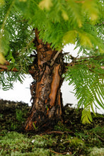 Load image into Gallery viewer, Bonsai Special | Dawn Redwood (E2)