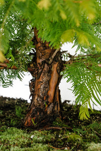 Bonsai Special | Dawn Redwood (E2)