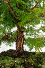 Load image into Gallery viewer, Bonsai Special | Dawn Redwood (E2)