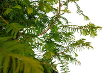 Load image into Gallery viewer, Bonsai Special | Dawn Redwood (E2)