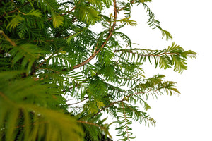 Bonsai Special | Dawn Redwood (E2)