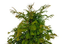 Load image into Gallery viewer, Bonsai Special | Dawn Redwood (E2)