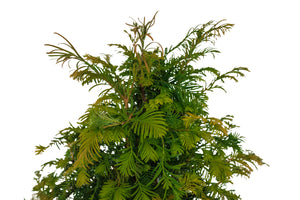 Bonsai Special | Dawn Redwood (E2)