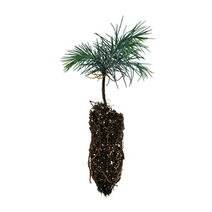 Deodar Cedar | Medium Tree Seedling | The Jonsteen Company