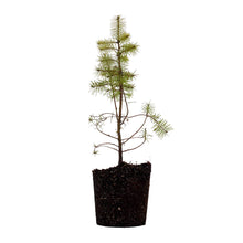 Load image into Gallery viewer, Douglas-fir | Large Tree Seedling | The Jonsteen Company