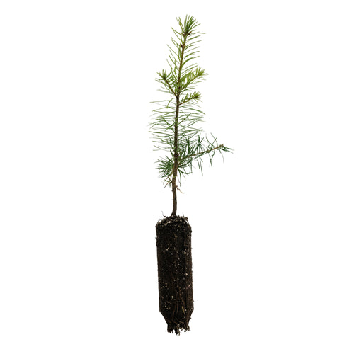 Douglas Fir | Medium Tree Seedling