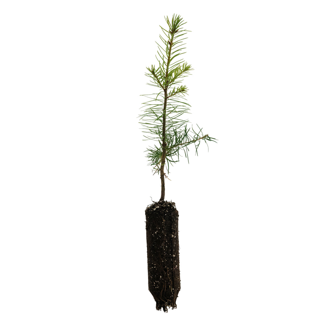 Douglas Fir | Medium Tree Seedling