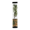 Douglas-Fir | Packaged Live Tree | The Jonsteen Company