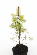 Load image into Gallery viewer, Douglas-fir | Large Tree Seedling | The Jonsteen Company