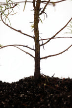 Load image into Gallery viewer, Douglas-fir | Large Tree Seedling | The Jonsteen Company