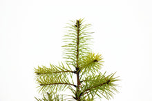 Load image into Gallery viewer, Douglas-fir | Large Tree Seedling | The Jonsteen Company