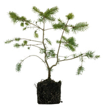 Load image into Gallery viewer, Bonsai Special | Douglas-Fir (A3)