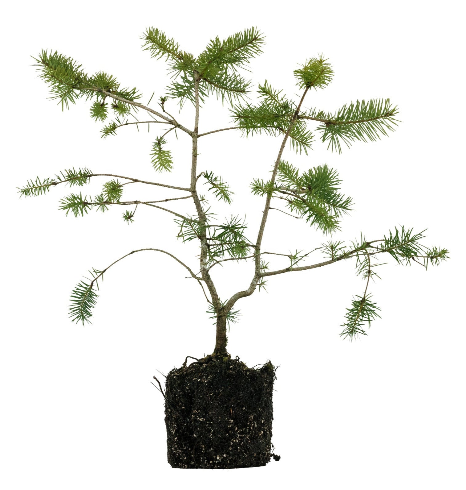 Bonsai Special