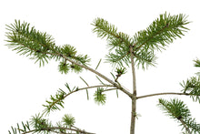 Load image into Gallery viewer, Bonsai Special | Douglas-Fir (A3)