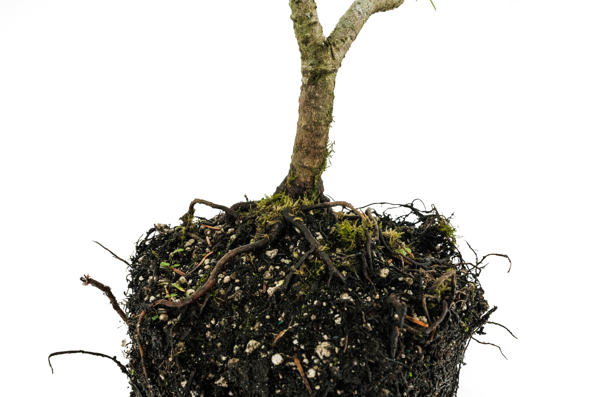fir bonsai tree Bonsai Special