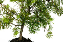 Load image into Gallery viewer, Bonsai Special | Douglas-Fir (A6)