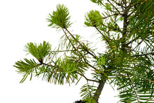 Load image into Gallery viewer, Bonsai Special | Douglas-Fir (A6)