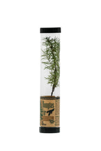 Load image into Gallery viewer, Douglas-Fir | Packaged Live Tree