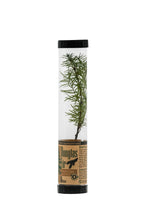 Load image into Gallery viewer, Douglas-Fir | Packaged Live Tree