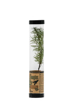 Load image into Gallery viewer, Douglas-Fir | Packaged Live Tree