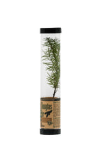 Load image into Gallery viewer, Douglas-Fir | Packaged Live Tree