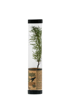 Load image into Gallery viewer, Douglas-Fir | Packaged Live Tree