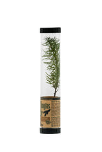 Load image into Gallery viewer, Douglas-Fir | Packaged Live Tree