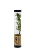 Load image into Gallery viewer, Douglas-Fir | Packaged Live Tree