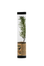 Load image into Gallery viewer, Douglas-Fir | Packaged Live Tree