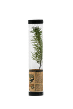 Load image into Gallery viewer, Douglas-Fir | Packaged Live Tree