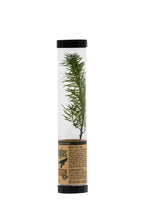 Load image into Gallery viewer, Douglas-Fir | Packaged Live Tree