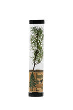 Load image into Gallery viewer, Douglas-Fir | Packaged Live Tree