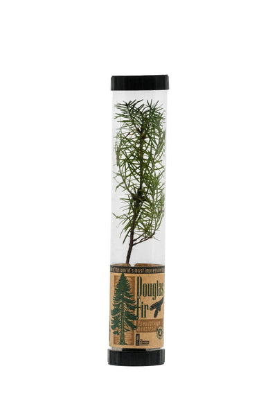 Douglas-Fir | Packaged Live Tree
