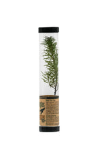 Load image into Gallery viewer, Douglas-Fir | Packaged Live Tree