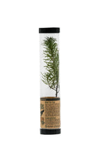 Load image into Gallery viewer, Douglas-Fir | Packaged Live Tree