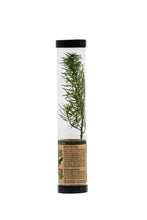 Load image into Gallery viewer, Douglas-Fir | Packaged Live Tree