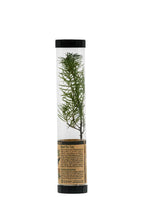 Load image into Gallery viewer, Douglas-Fir | Packaged Live Tree