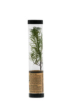 Load image into Gallery viewer, Douglas-Fir | Packaged Live Tree