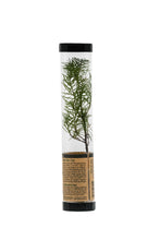 Load image into Gallery viewer, Douglas-Fir | Packaged Live Tree