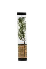 Load image into Gallery viewer, Douglas-Fir | Packaged Live Tree