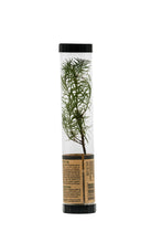 Load image into Gallery viewer, Douglas-Fir | Packaged Live Tree