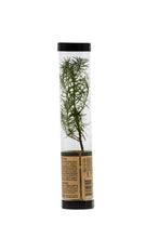 Load image into Gallery viewer, Douglas-Fir | Packaged Live Tree