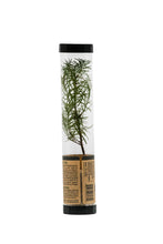 Load image into Gallery viewer, Douglas-Fir | Packaged Live Tree
