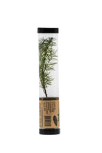 Load image into Gallery viewer, Douglas-Fir | Packaged Live Tree