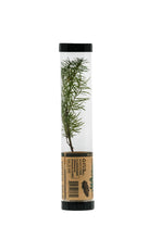 Load image into Gallery viewer, Douglas-Fir | Packaged Live Tree