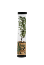 Load image into Gallery viewer, Douglas-Fir | Packaged Live Tree
