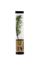 Load image into Gallery viewer, Douglas-Fir | Packaged Live Tree