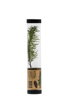 Load image into Gallery viewer, Douglas-Fir | Packaged Live Tree