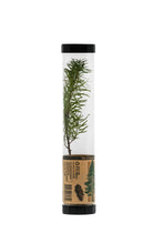 Load image into Gallery viewer, Douglas-Fir | Packaged Live Tree